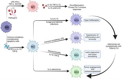 Advances in Mesenchymal stem cells regulating macrophage polarization and treatment of sepsis-induced liver injury